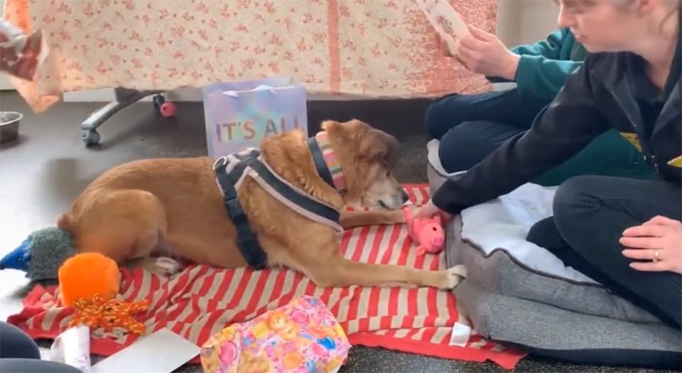 Bóxer que ha pasado 11 años en perreras está desesperada por que una familia la adopte 10 Perrita Bóxer adorable