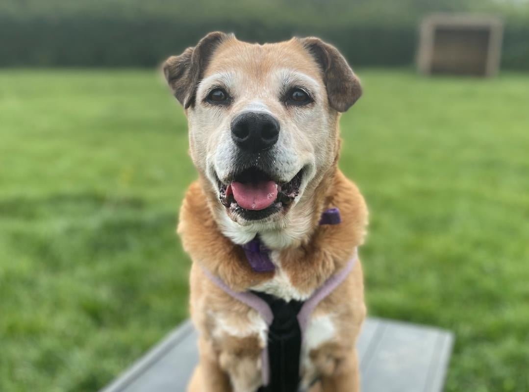 Bóxer que ha pasado 11 años en perreras está desesperada por que una familia la adopte 11 Perrita Bóxer busca hogar