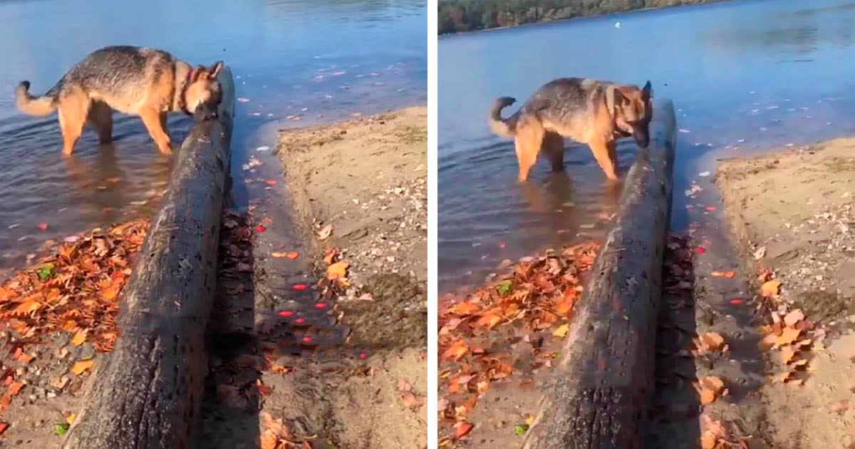 Perro encuentra un palo gigante y decide llevarlo a casa