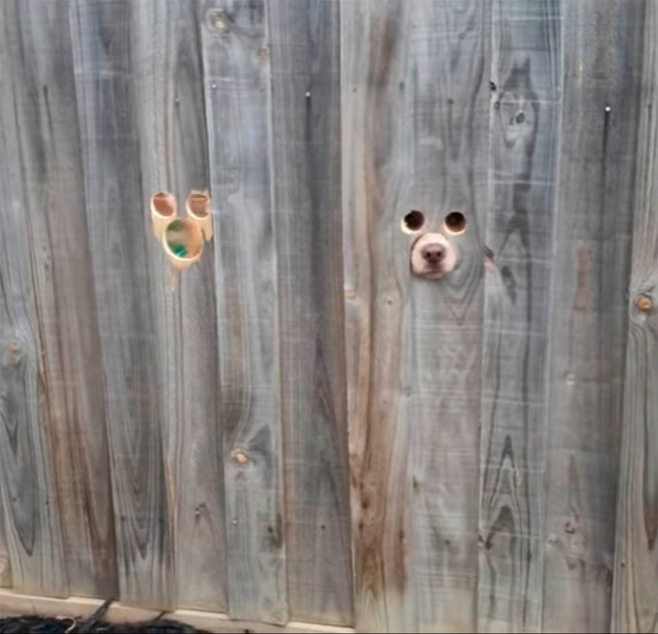 Mujer hace agujeros en la cerca para que sus perros sepan cuando llega a casa 3 Perros en la cerca