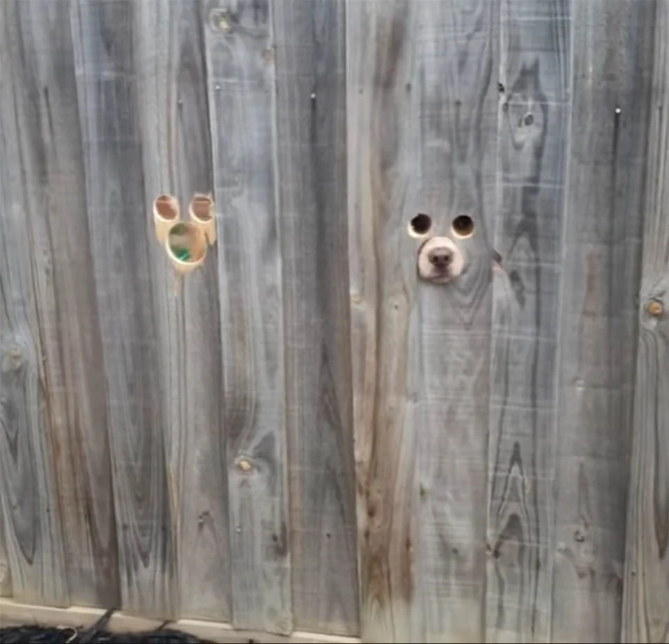 Mujer hace agujeros en la cerca para que sus perros sepan cuando llega a casa 1 Perros en la cerca