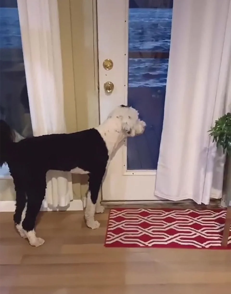 Enseña a su perrita a 'hablar' con botones y se sorprende cuando pregunta quién es 7 Alexis Enseña a su perrita