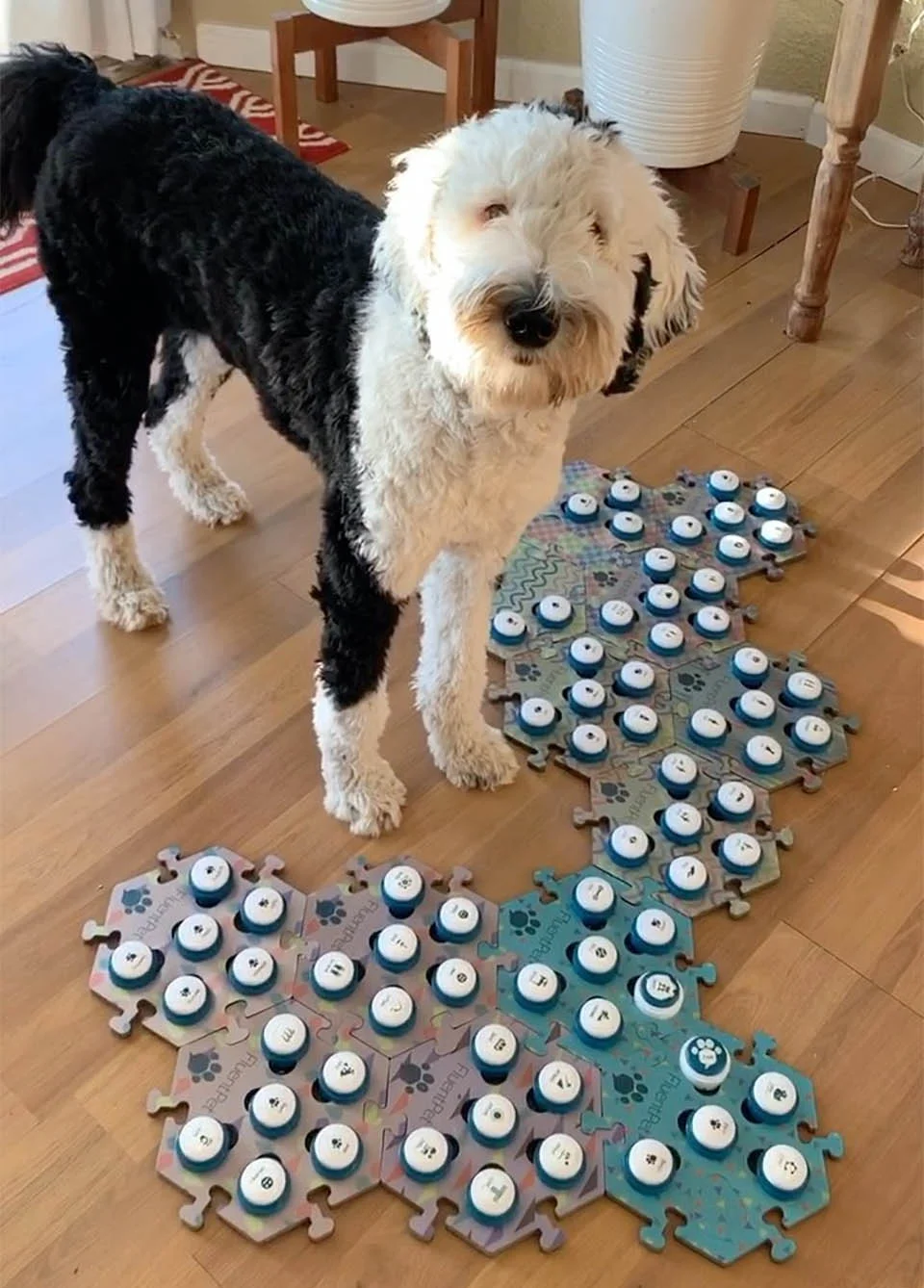 Enseña a su perrita a 'hablar' con botones y se sorprende cuando pregunta quién es 4 Bunny adorable