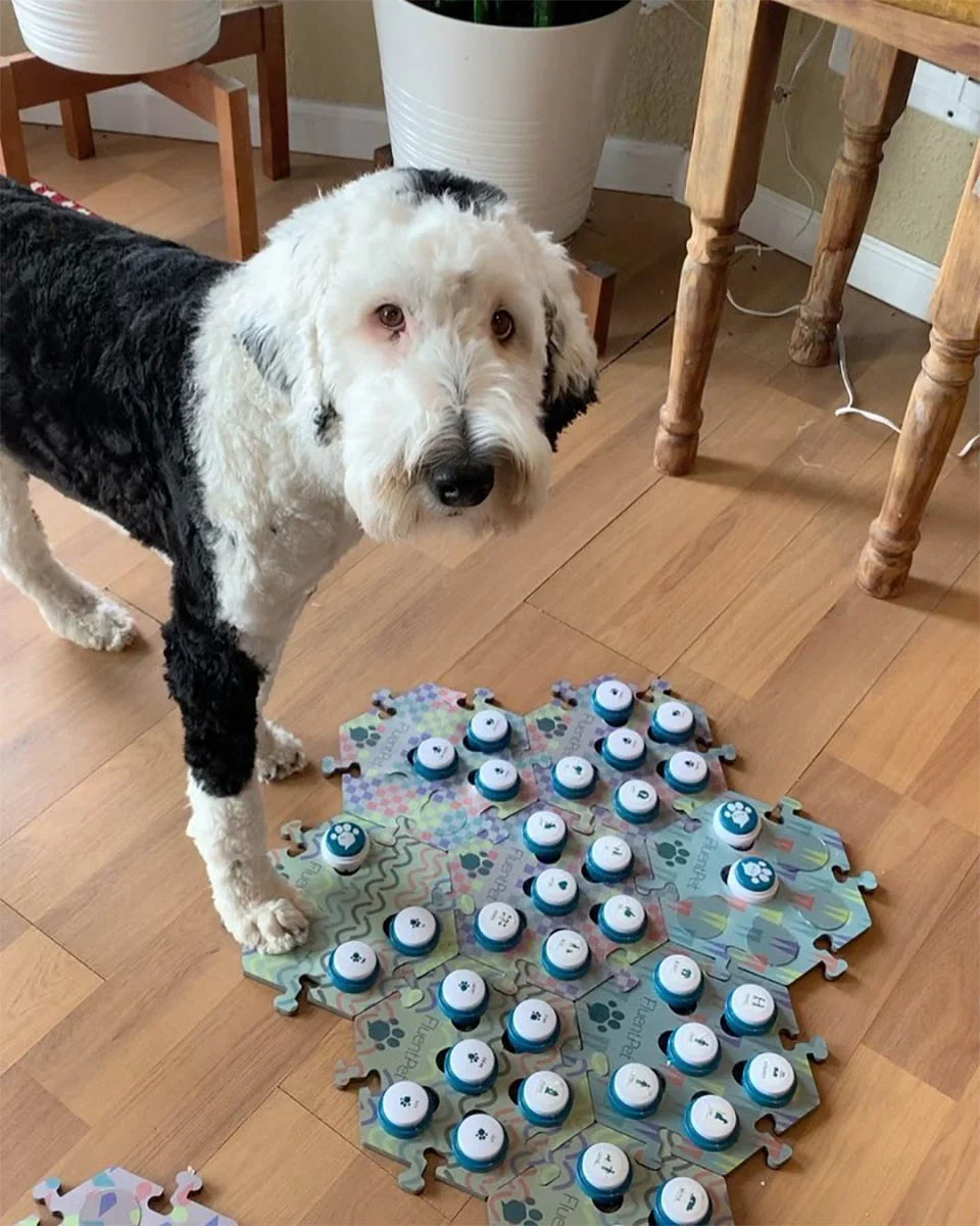 Enseña a su perrita a 'hablar' con botones y se sorprende cuando pregunta quién es 3 Bunny aprendiendo