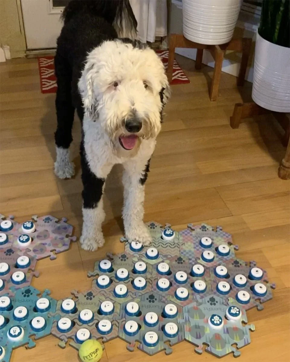 Enseña a su perrita a 'hablar' con botones y se sorprende cuando pregunta quién es 9 Bunny aprendiz