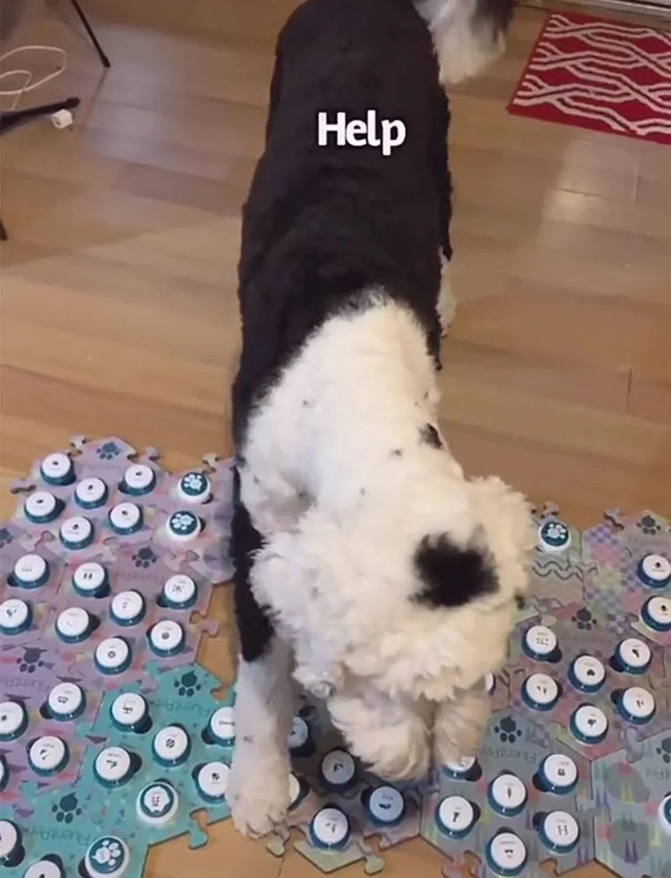 Enseña a su perrita a 'hablar' con botones y se sorprende cuando pregunta quién es 8 Bunny hablando