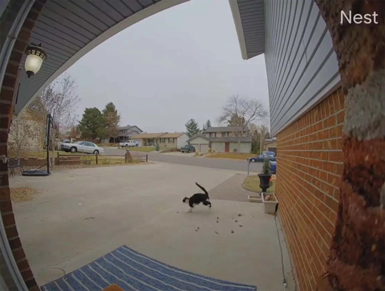 Mujer instala una cámara en el timbre y siguió siendo notificada por su gato 1 Cámara del timbre muestra a gatito jugando