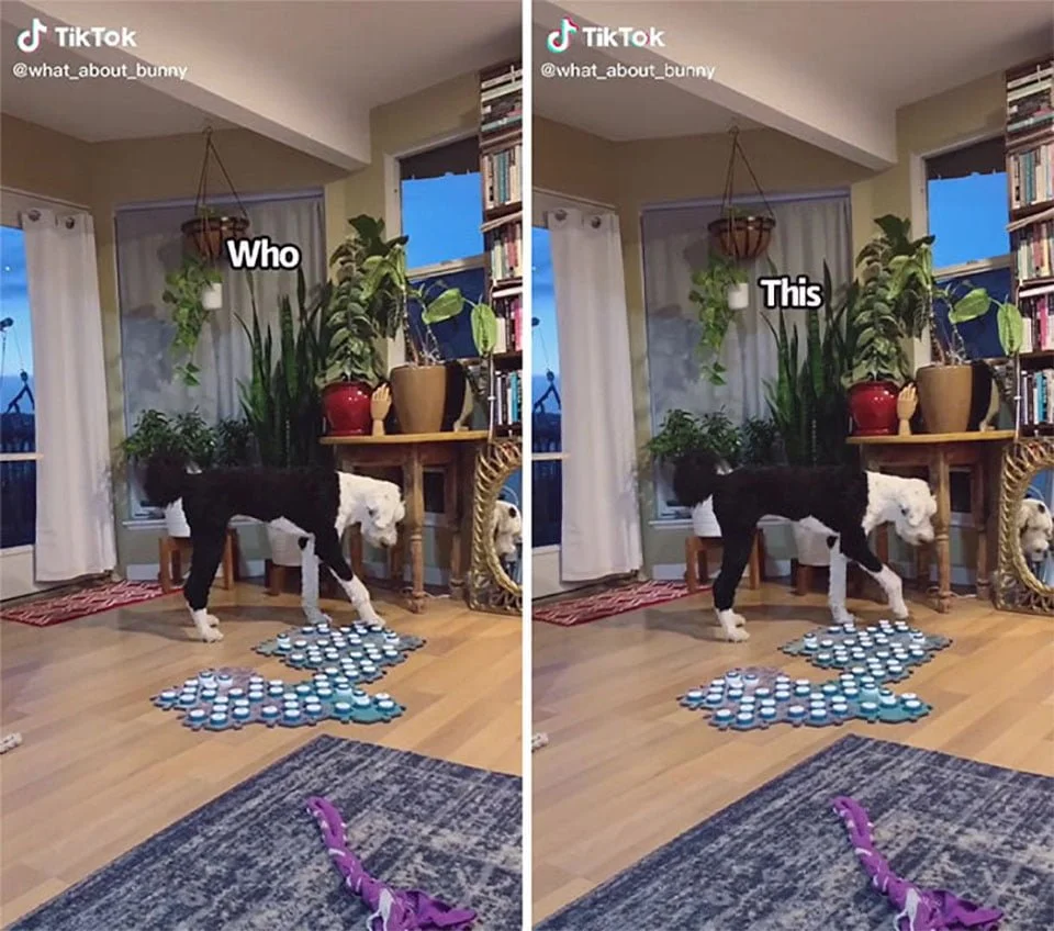 Enseña a su perrita a 'hablar' con botones y se sorprende cuando pregunta quién es 5 Enseña a su perrita Bunny