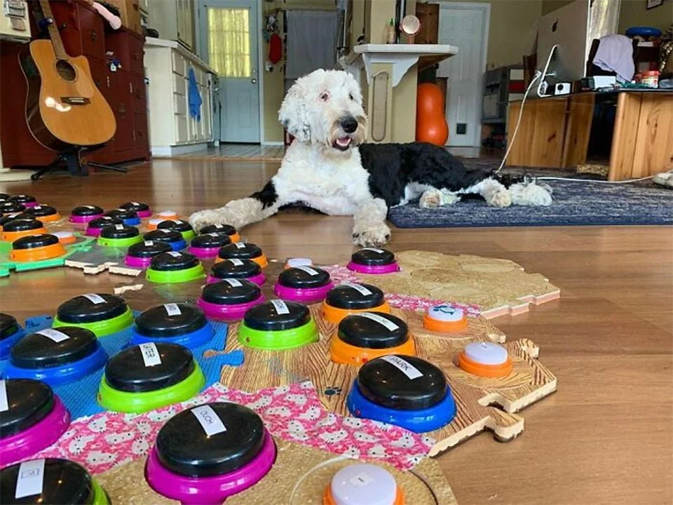 Enseña a su perrita a 'hablar' con botones y se sorprende cuando pregunta quién es 1 Enseña a su perrita