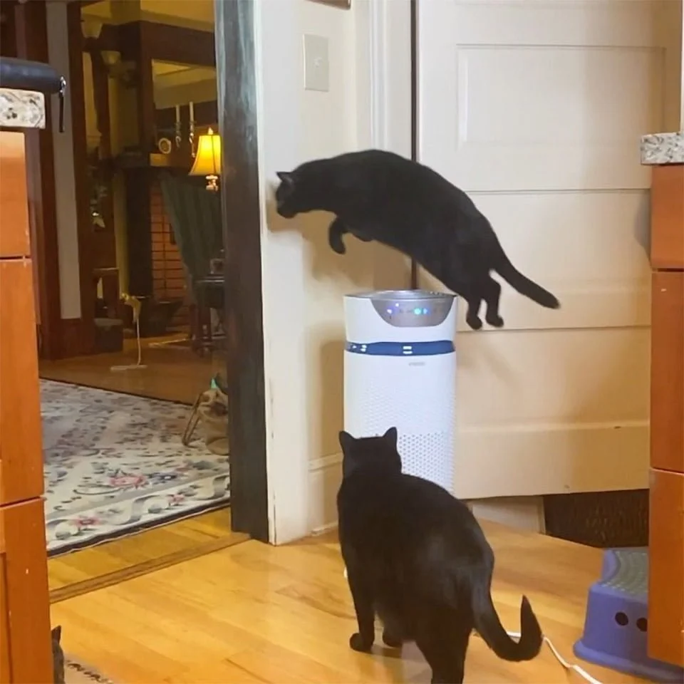 Este gato salta cosas