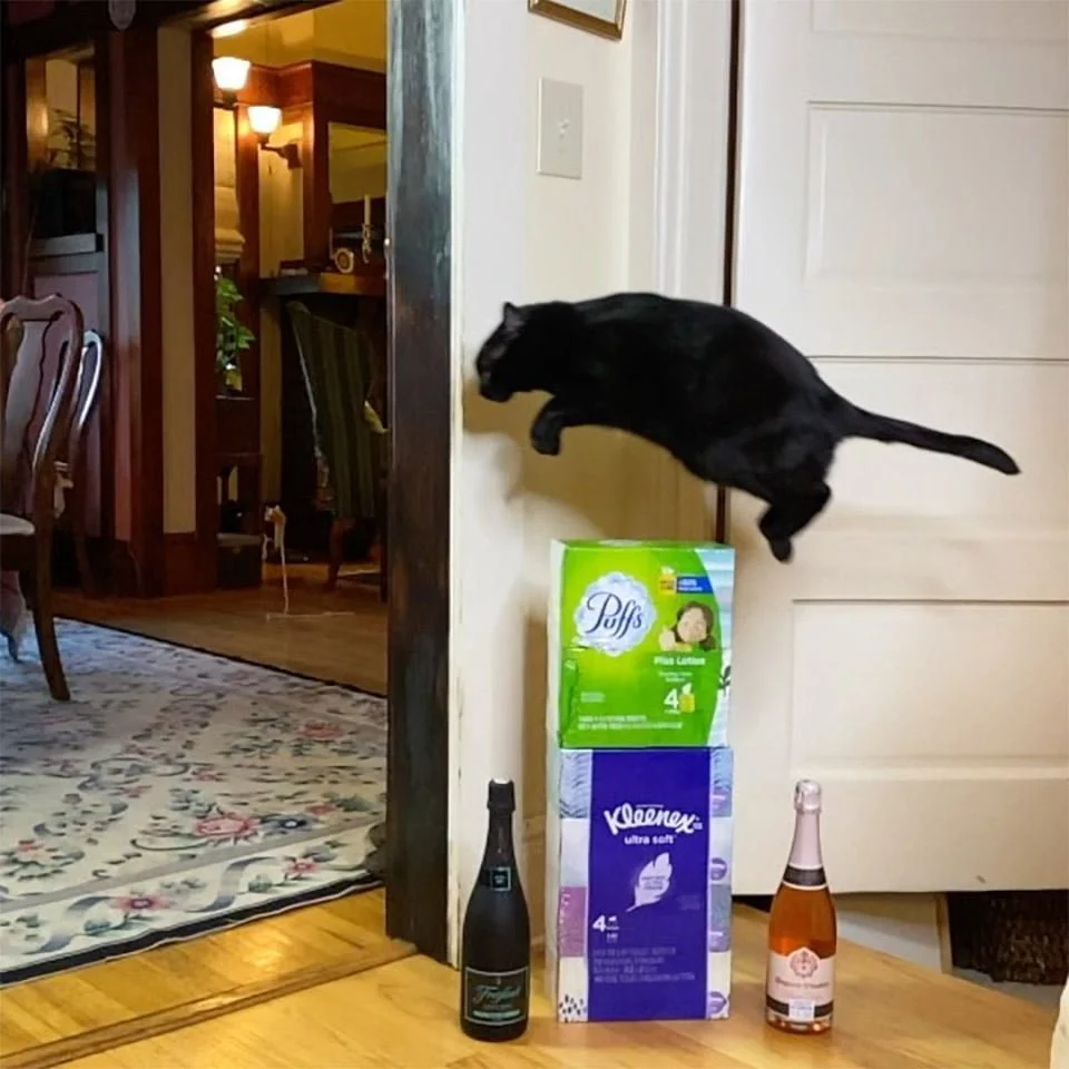 Este gato salta siempre