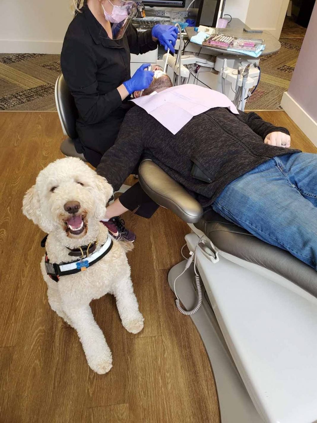 'Perro dentista' está tan orgulloso cuando realiza un buen trabajo