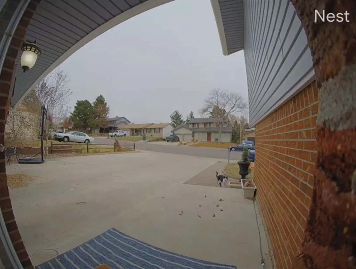 Mujer instala una cámara en el timbre y siguió siendo notificada por su gato 3 Mujer instala cámara en el timbre