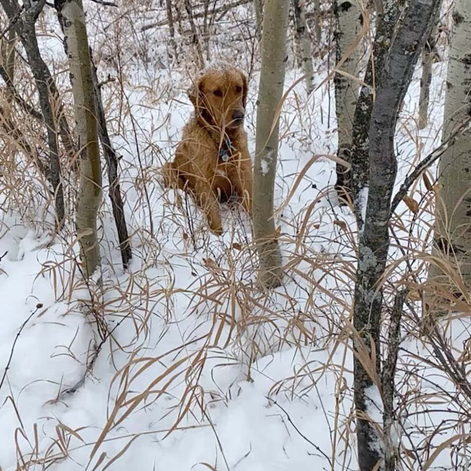 Perrito perdido en la nieve