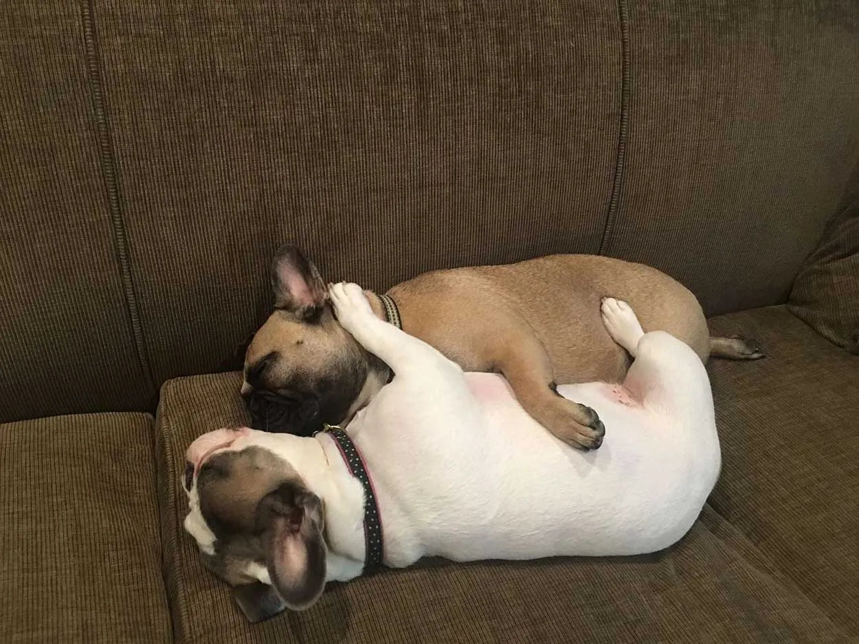 Perritos duermen abrazados