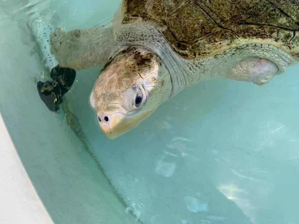 Tortuga marina aprende nadar