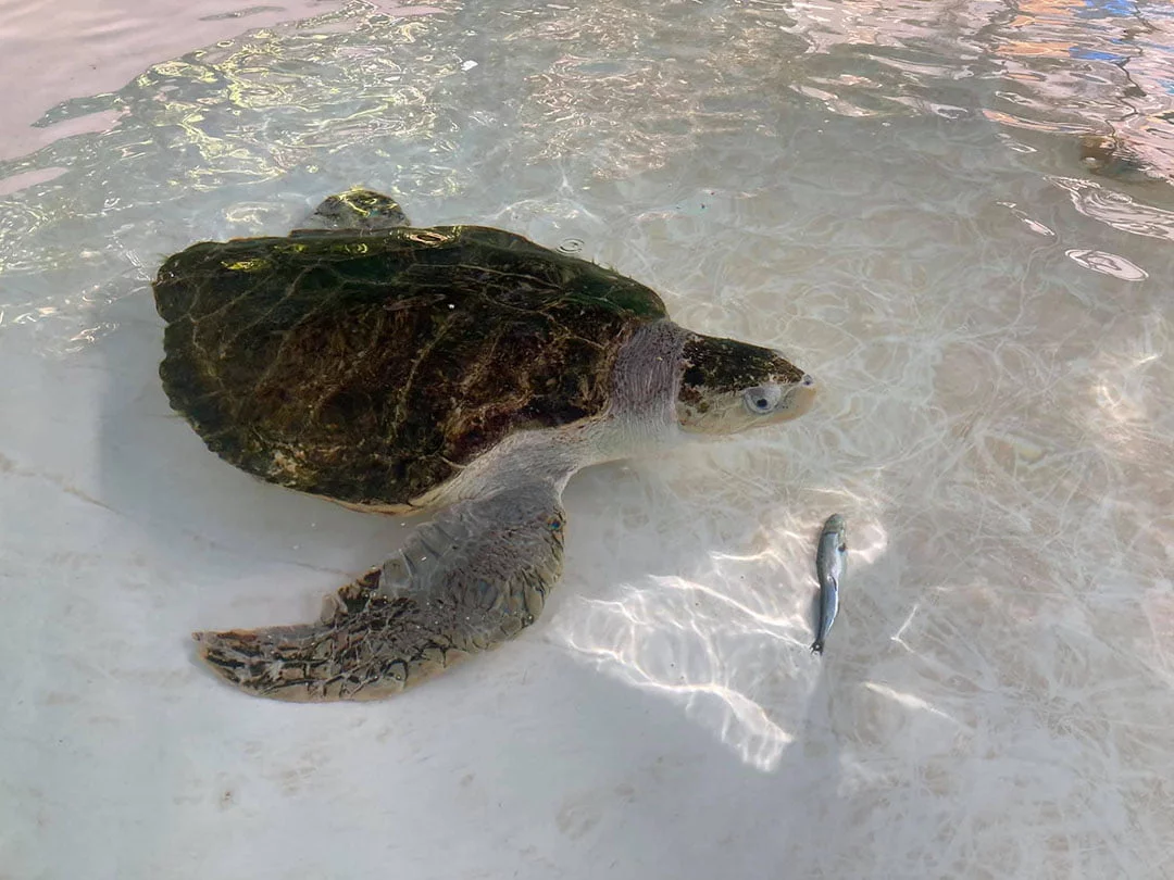 Tortuga marina aprende