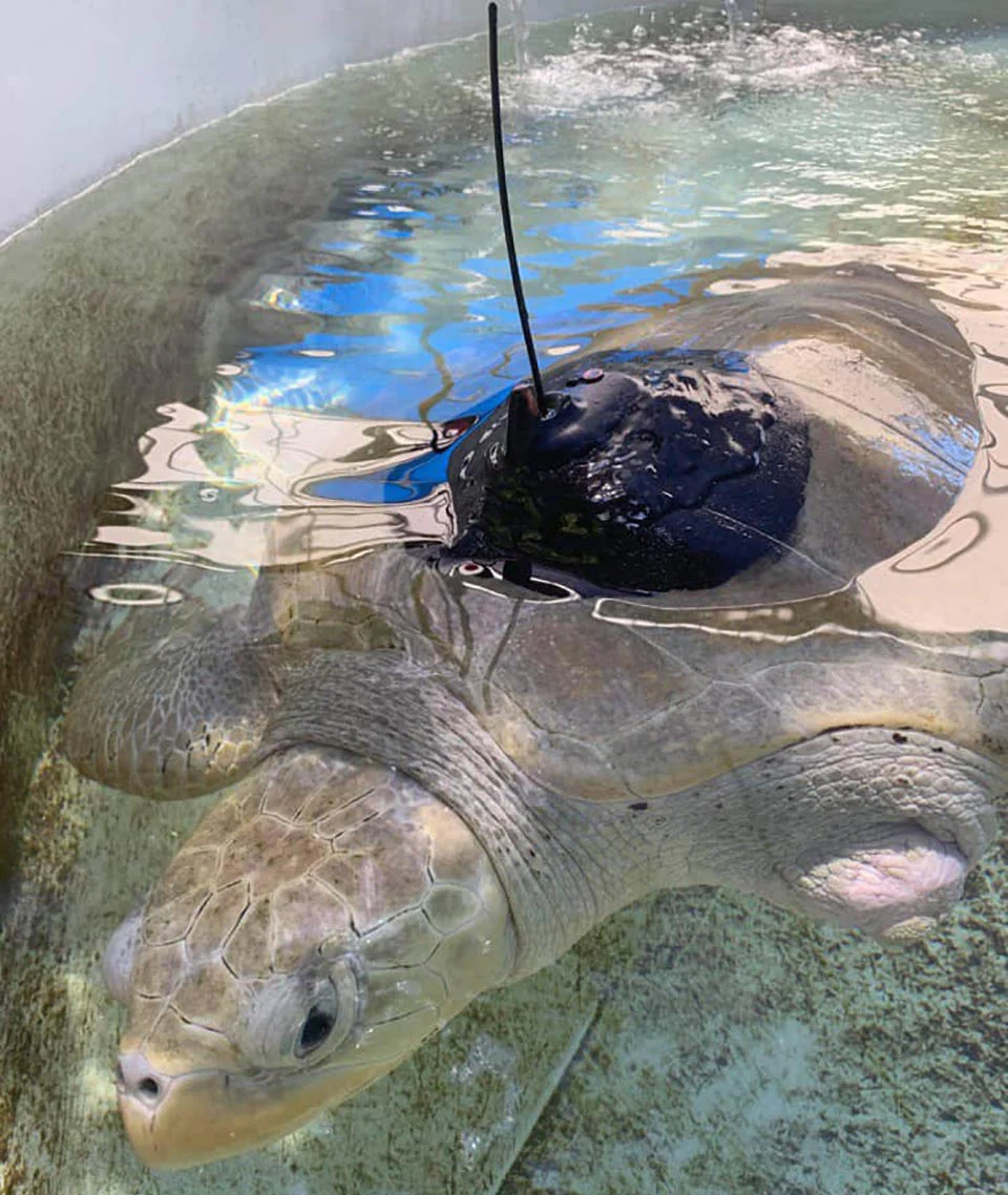 Tortuga marina estanque