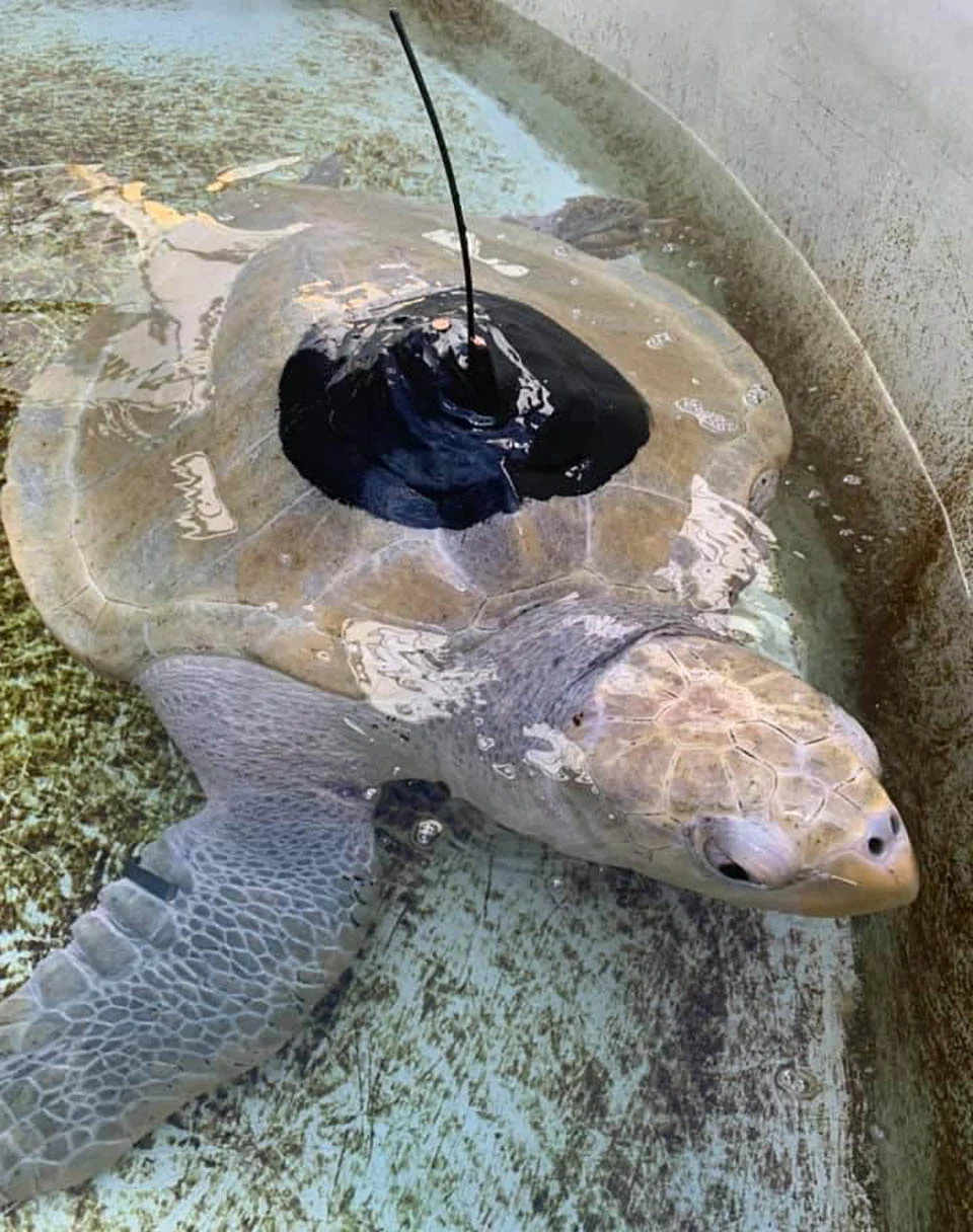 Tortuga marina lista