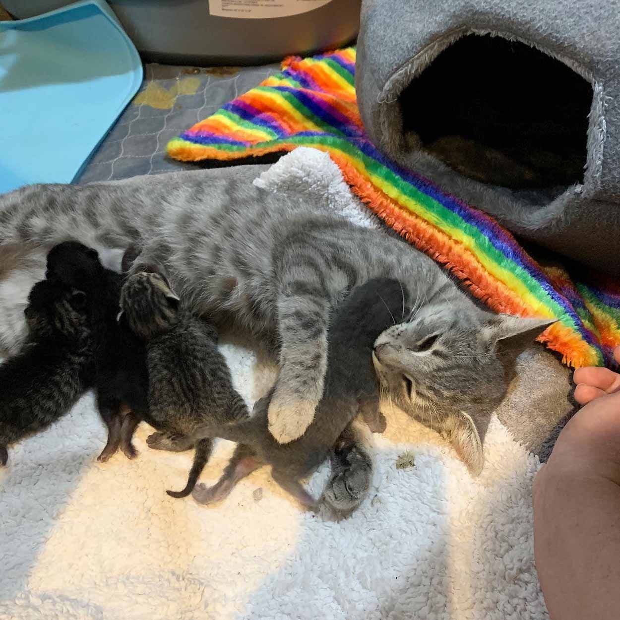 Adorable gata y sus gatitos recién nacidos