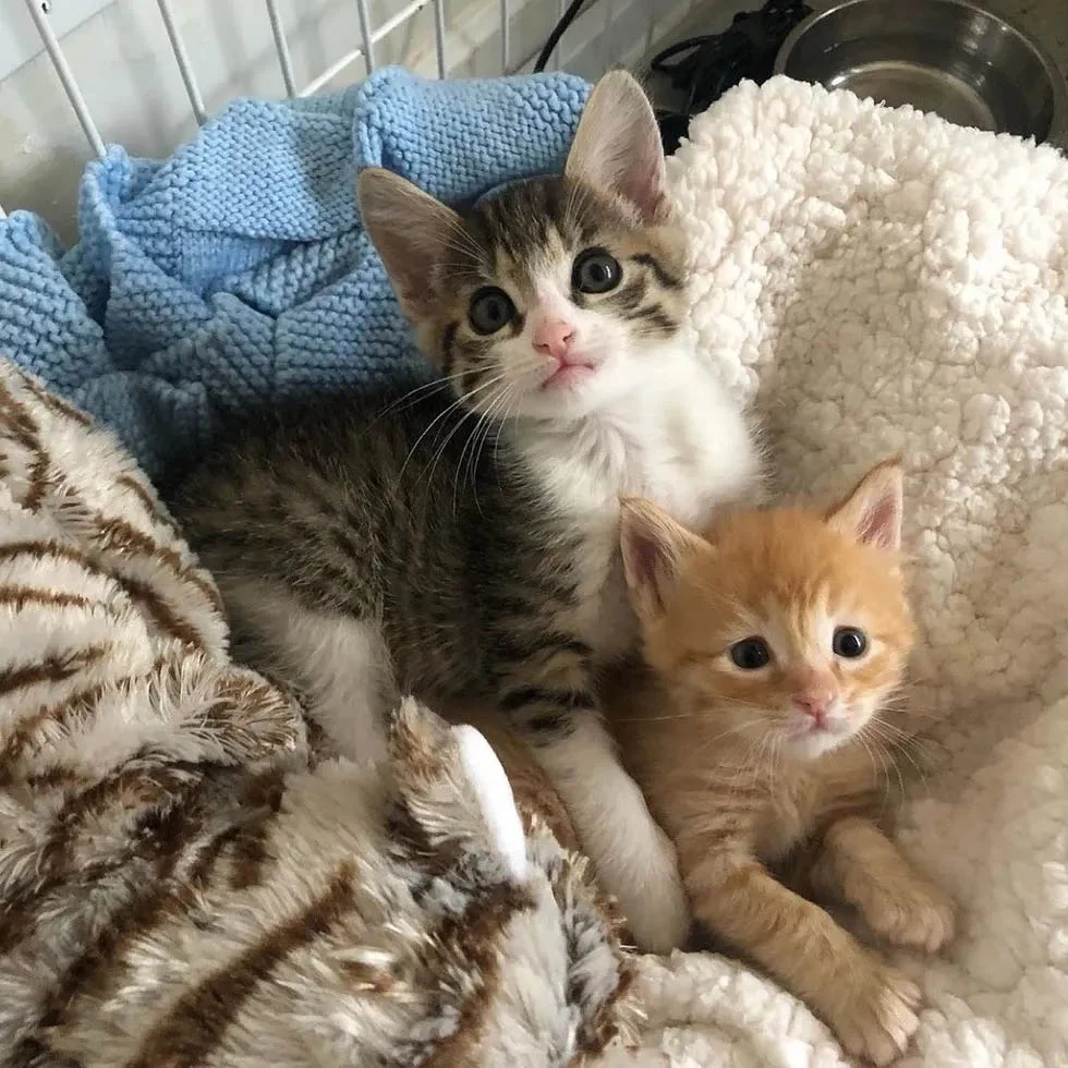 Gatito rescatado maullaba sin parar hasta que encontró al compañero perfecto para abrazar 6 Amigos inseparables