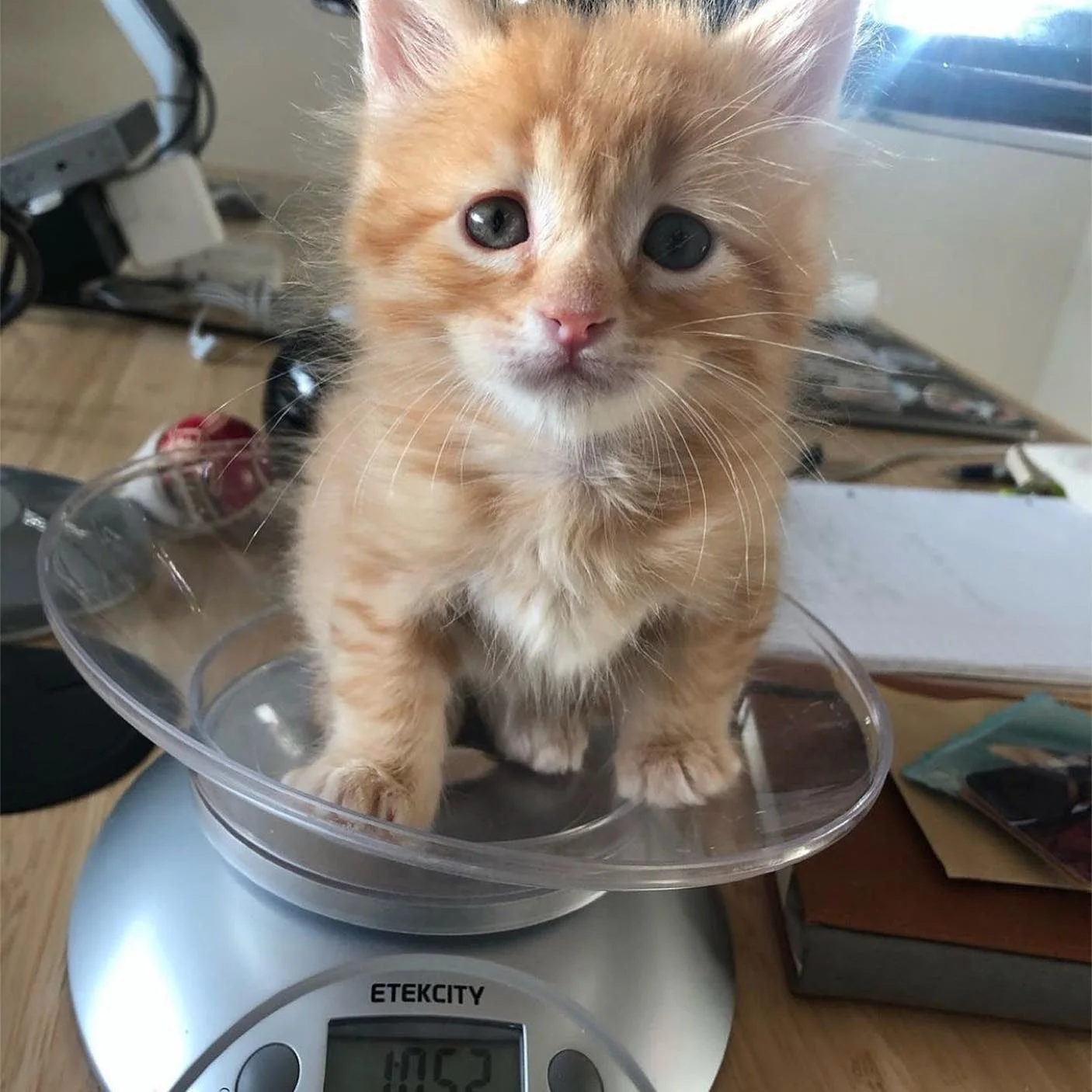 Gatito rescatado maullaba sin parar hasta que encontró al compañero perfecto para abrazar 5 Cheddar prosperando