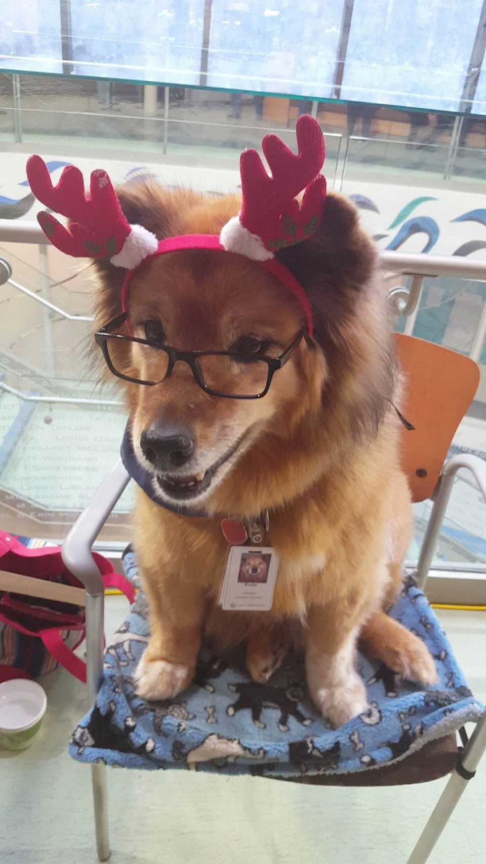 Hospital contrata a un perro y su único trabajo es saludar a otros empleados mientras trabajan 5 Dulce perrito de terapia