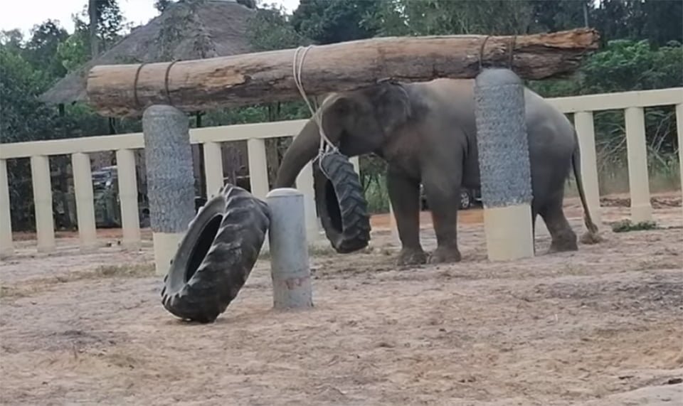 Elefante más solitario jugando