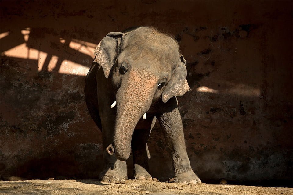 Elefante más solitario liberado