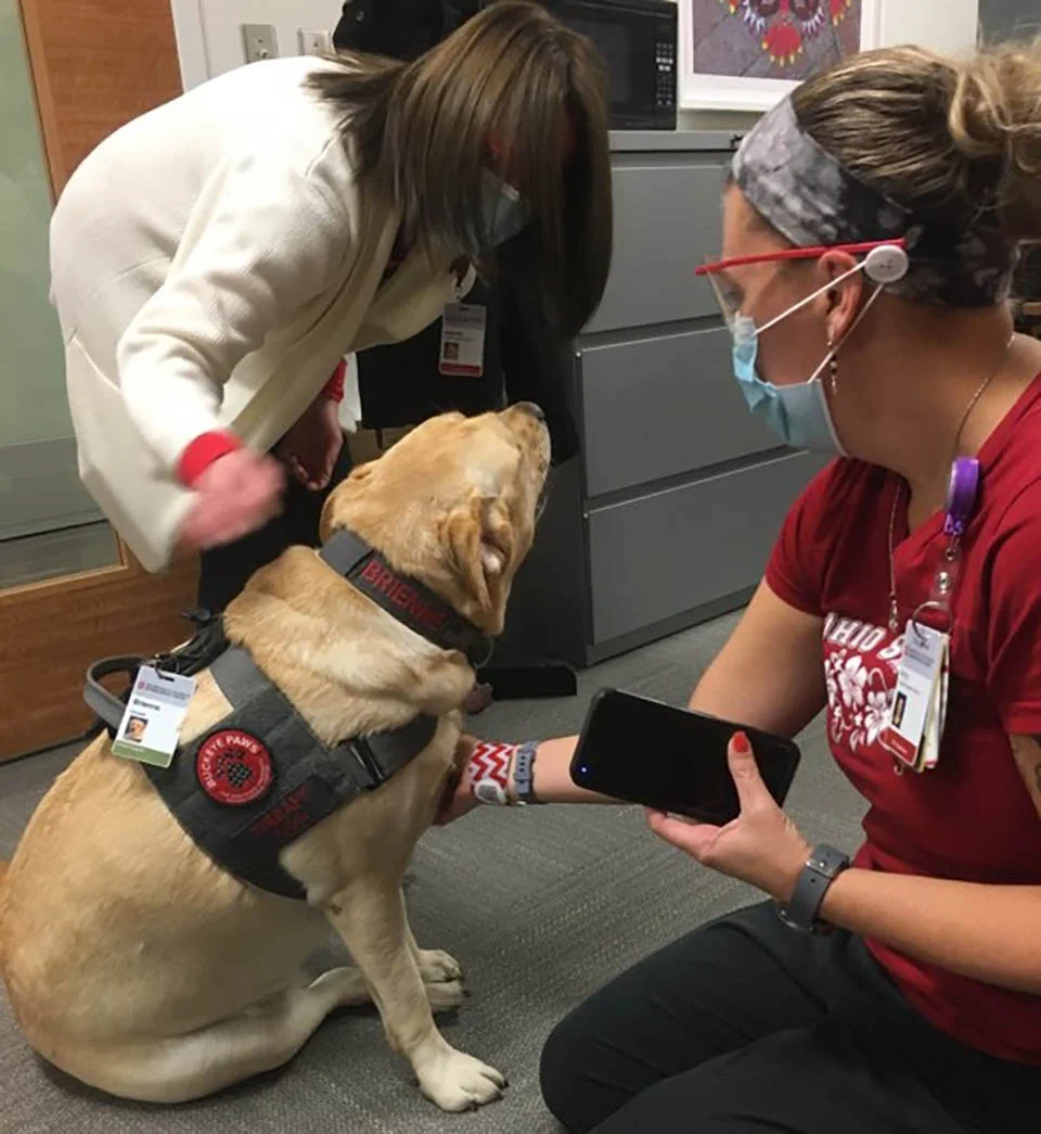 Hospital contrata a un perro y su único trabajo es saludar a otros empleados mientras trabajan 4 Encantador perro trabaja en hospital