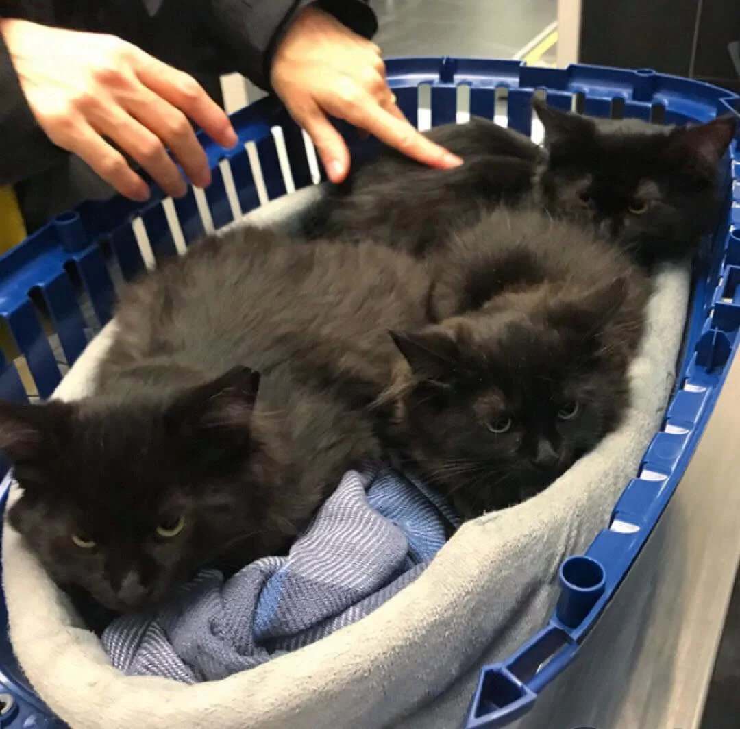 Gata sin hogar lleva a todos sus bebés a conocer a la mujer que la ayudó 6 Gata sin hogar presenta gatitos