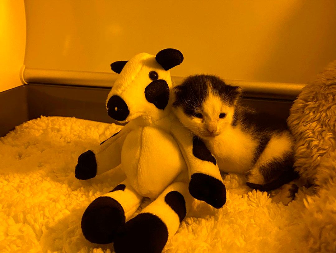 Gatito encontrado solo incubadora