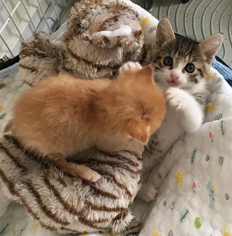 Gatito rescatado maullaba sin parar hasta que encontró al compañero perfecto para abrazar 7 Gatito rescatado maullaba con Sunshine