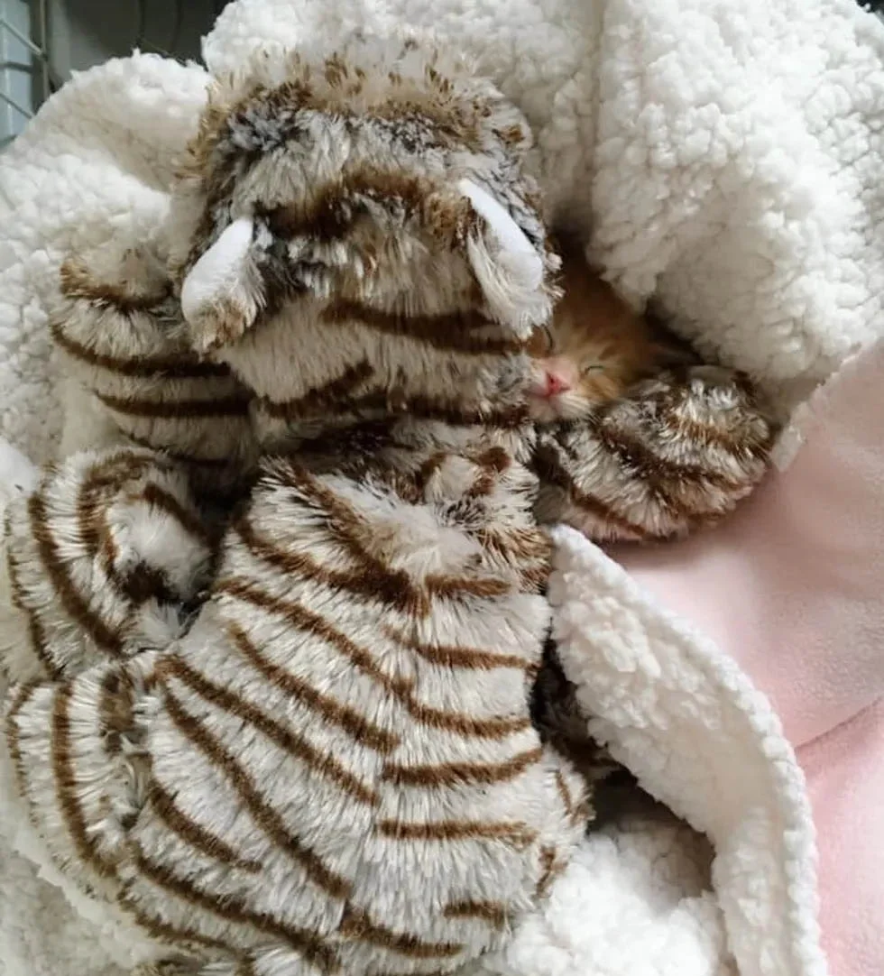 Gatito rescatado maullaba sin parar hasta que encontró al compañero perfecto para abrazar 4 Gatito rescatado maullaba duro