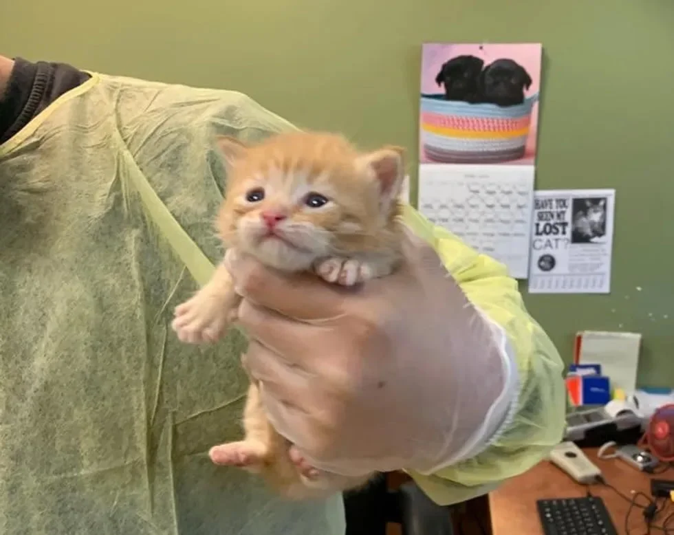 Gatito rescatado maullaba sin parar hasta que encontró al compañero perfecto para abrazar 3 Gatito rescatado maullaba