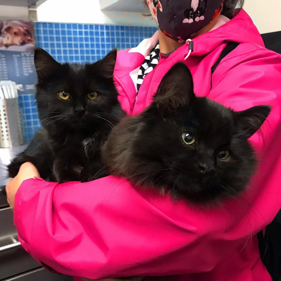 Gata sin hogar lleva a todos sus bebés a conocer a la mujer que la ayudó 7 Gatitos con voluntarios