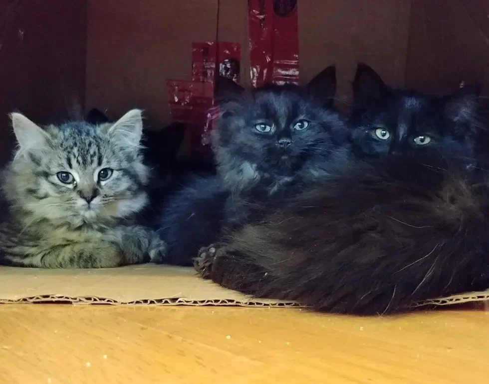 Gata sin hogar lleva a todos sus bebés a conocer a la mujer que la ayudó 4 Gatitos en casa
