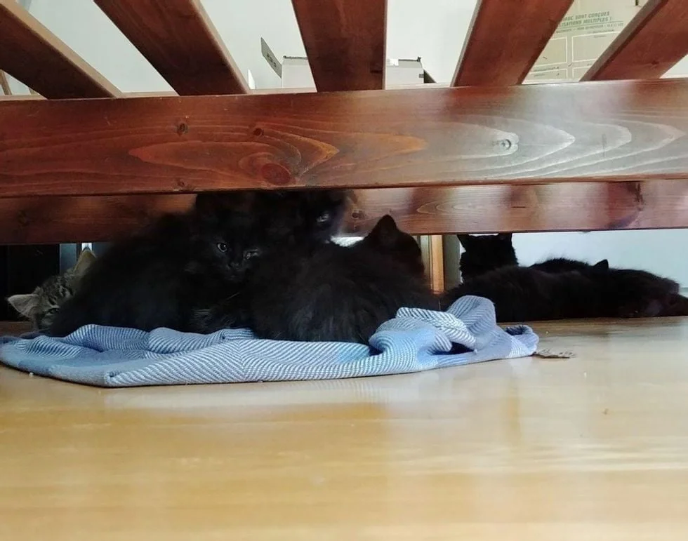 Gata sin hogar lleva a todos sus bebés a conocer a la mujer que la ayudó 3 Gatitos entran en casa