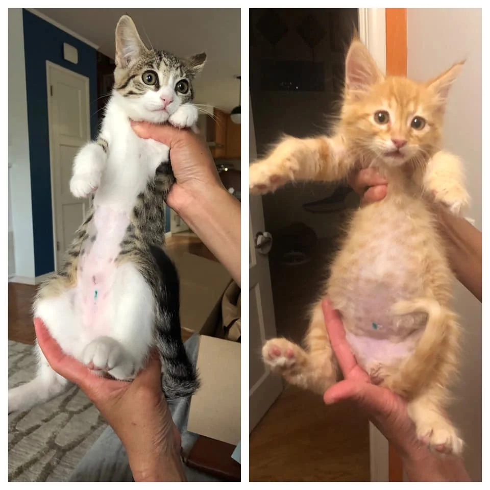 Gatito rescatado maullaba sin parar hasta que encontró al compañero perfecto para abrazar 8 Gatos castrados