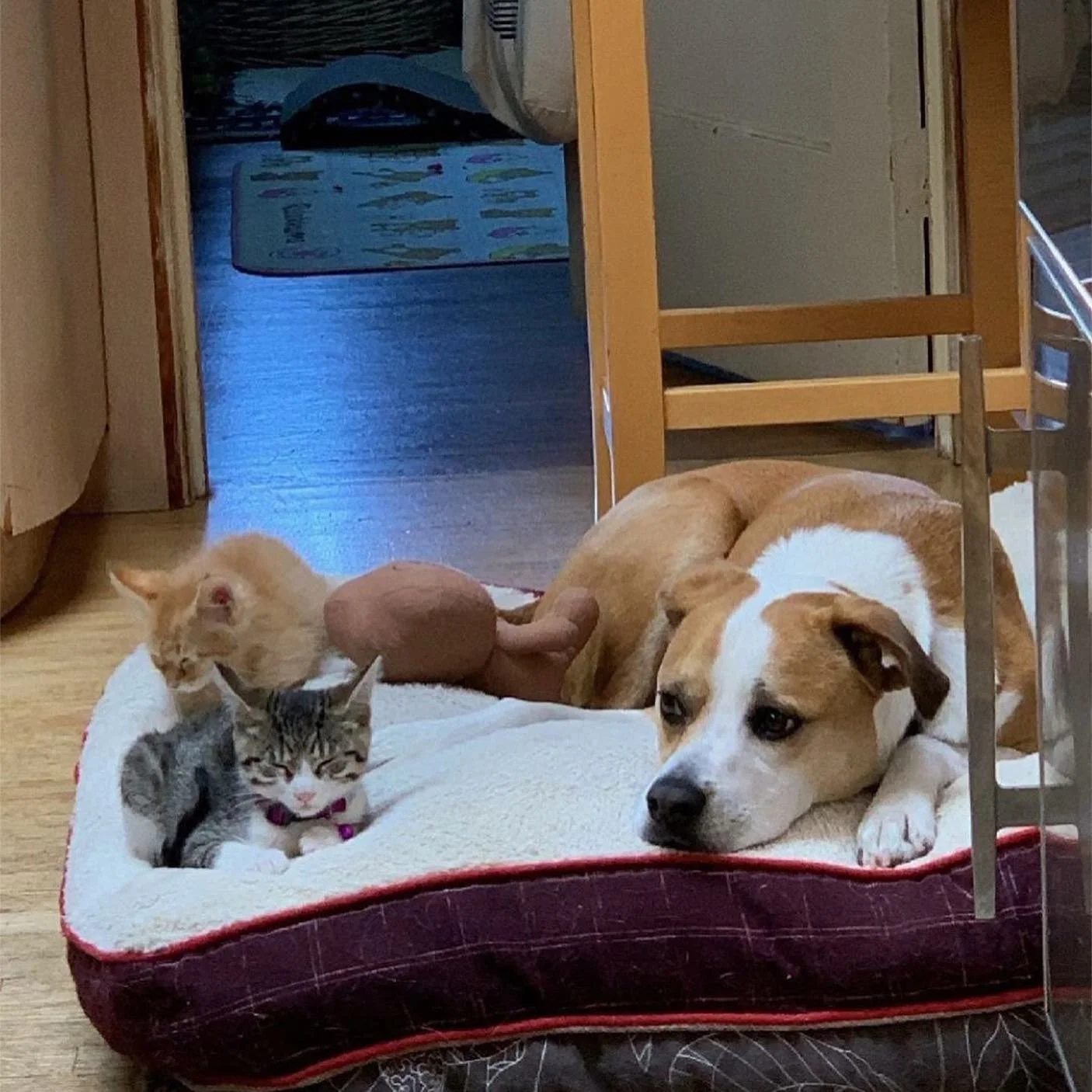 Gatito rescatado maullaba sin parar hasta que encontró al compañero perfecto para abrazar 10 Hermanos nuevo hogar