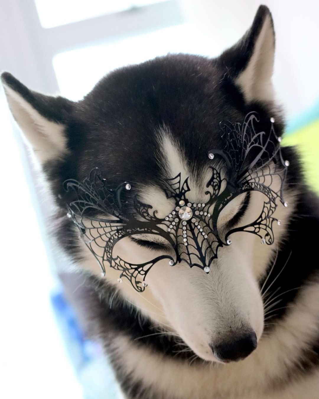 Husky tiene a todos enamorados en Internet con sus espectaculares fotografías 28 Hermosa husky tiene a todos enamorados e Internet