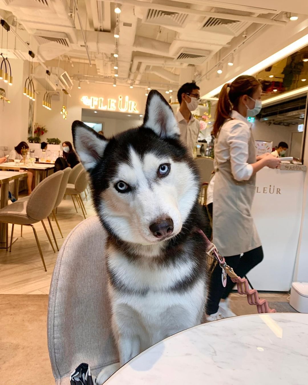 Husky tiene a todos enamorados en Internet con sus espectaculares fotografías 26 Hermoso husky en un restaurante