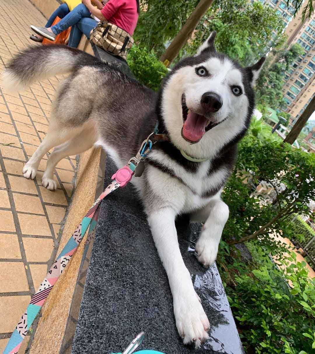 Husky tiene a todos enamorados en Internet con sus espectaculares fotografías 19 Honam feliz