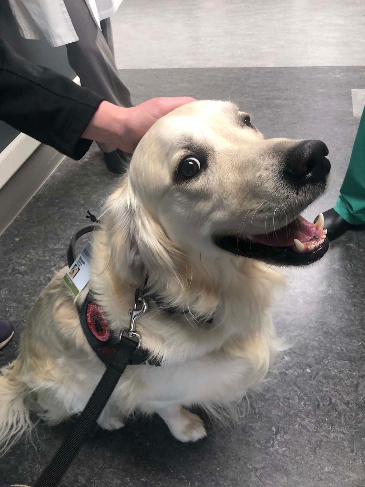 Hospital contrata a un perro