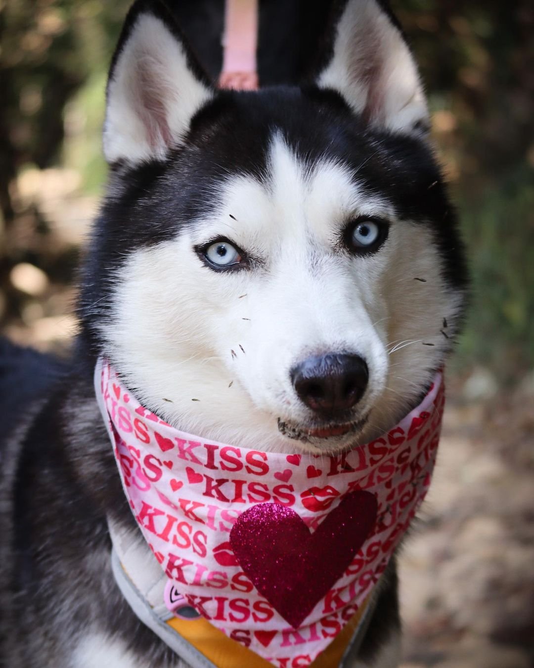 Husky tiene a todos enamorados en Internet con sus espectaculares fotografías 17 Husky tiene a todos enamorados en Internet
