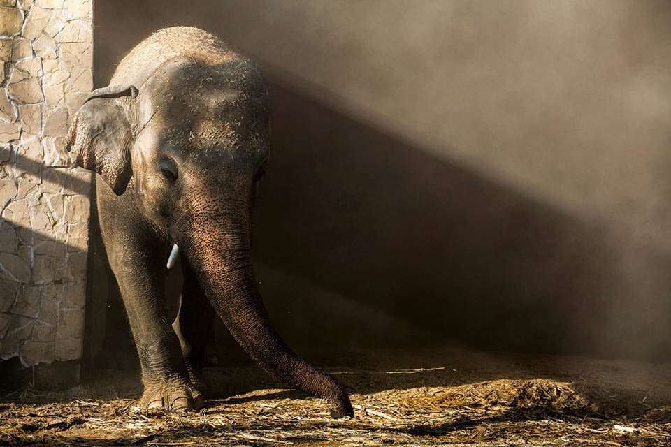 Kaavan elefante más solitario