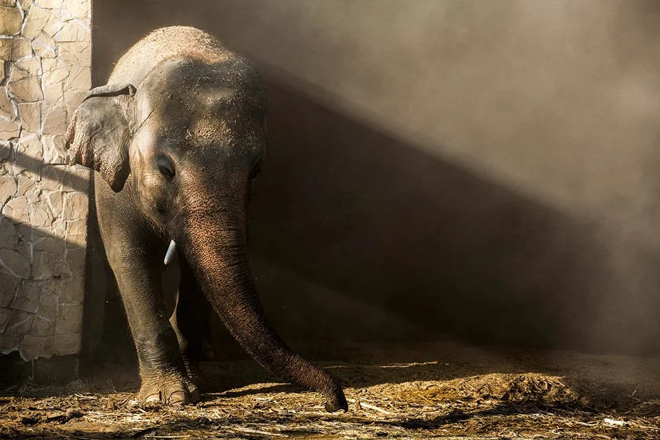 El elefante más solitario del mundo ha hecho su primer amigo después de ser reubicado 1 Kaavan elefante más solitario