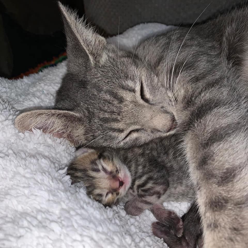 Mamá y bebé toman siesta