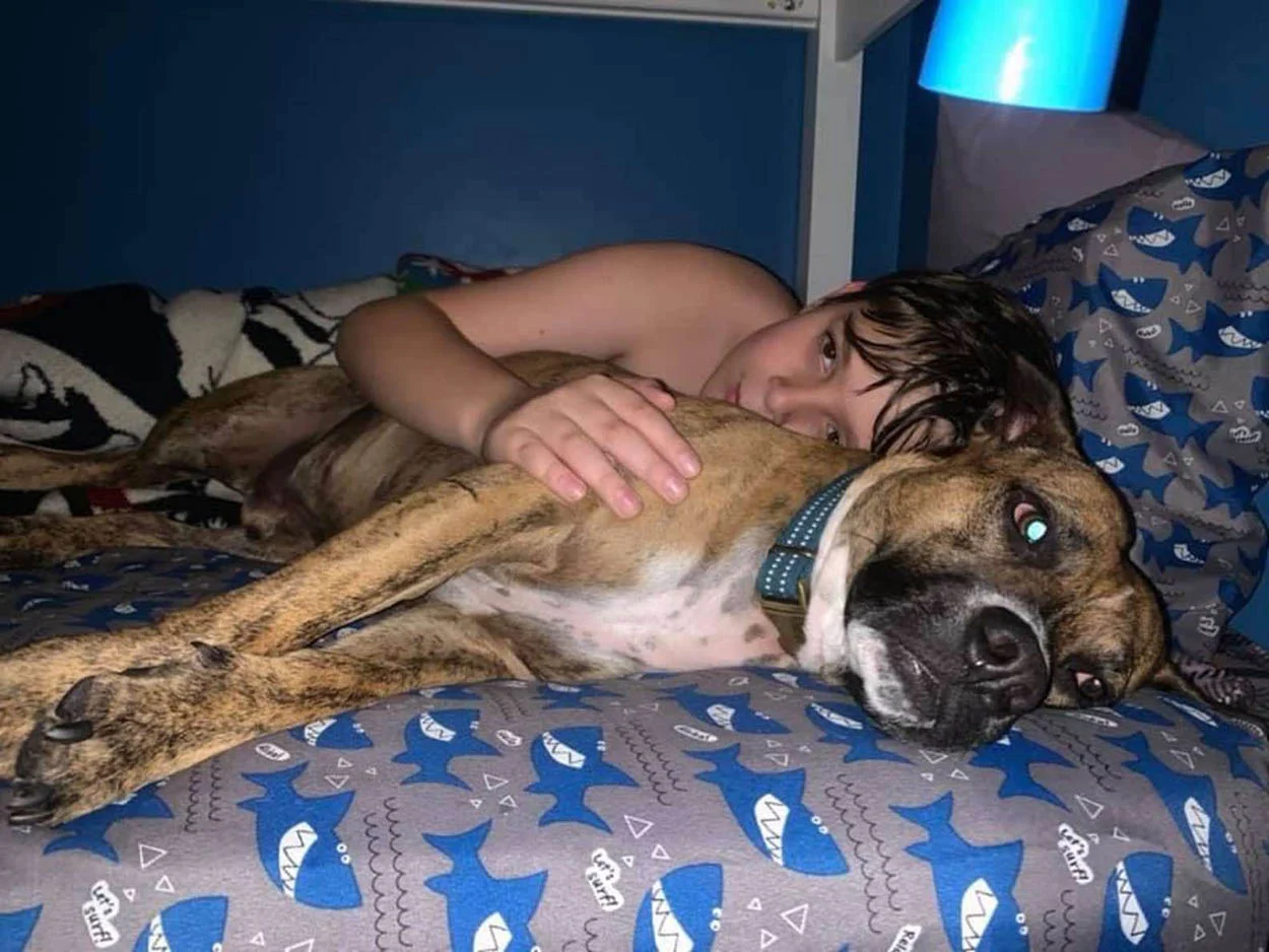 Perro intenta cualquier cosa para interrumpir las clases de su hermanito 2 Niño y su perro
