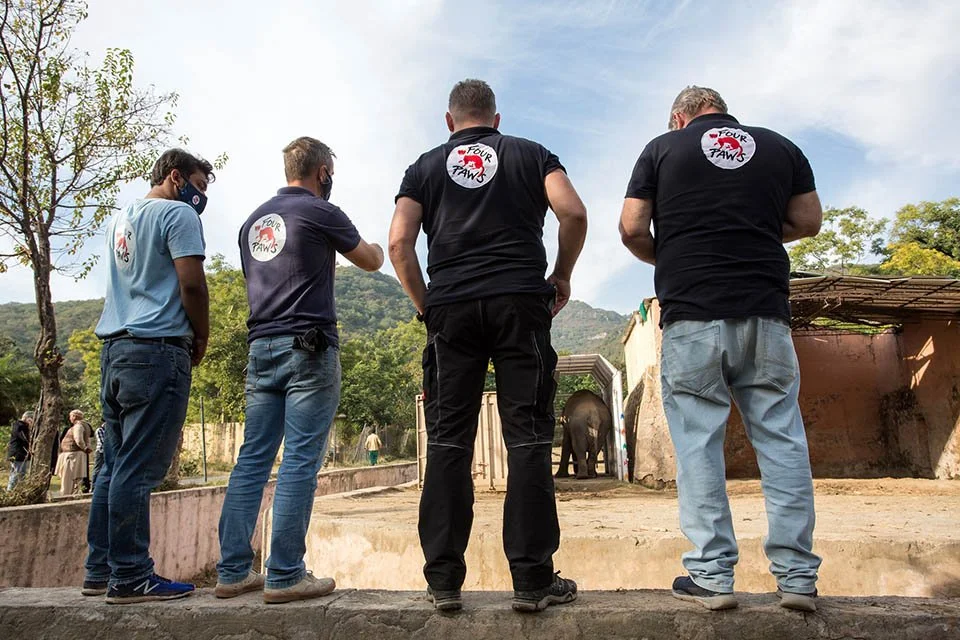 El elefante más solitario del mundo ha hecho su primer amigo después de ser reubicado 3 Organización encargada
